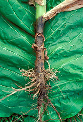 Figure 3. Root and stem symptoms of black shank. Note the total loss of the root system and the necrotic stem lesion.