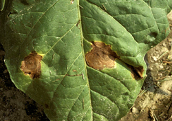 Figure 4. Leaf lesions caused by Phytophthora nicotianae on a leaf of flue-cured tobacco.