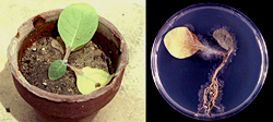 Figure 8. Symptoms of black shank on a young tobacco seedling (left) and growth of Phytophthora nicotianae from an infected seed