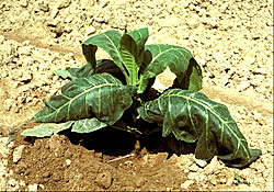 Figure 9. Early stages of the black shank disease on a tobacco seedling. Note the wilting of leaves and the development of a ste