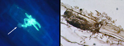 Figure 11. Zoospore germination and direct penetration (left) and penetration through a wound (right) on a tobacco root. Fluores