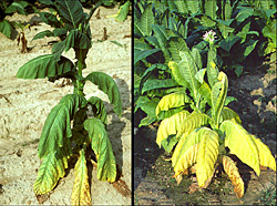Figure 20. Wilting and chlorosis of flue-cured (left) and burley (right) tobacco plants.