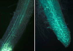 Figure 33. Hyphae of Phytophthora nicotianae colonizing tobacco roots.