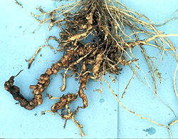 Figure 38. Nematode damage on roots creates wounds for infection by Phytophthora nicotianae. In the presence of root-knot nemato