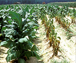 Figure 39. Resistant tobacco cultivar (left) and susceptible tobacco cultivar (right) in a field infested with Phytophthora nico