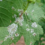 Figure 4. The underside of a grapevine leaf showing the typical “down”. These are the sporangia of the pathogen. This down develops in moist conditions in the dark. (Courtesy G. Ash)