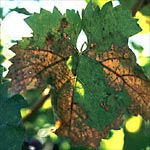 Figure 5. Symptoms of late downy mildew infection, where the lesions of disease are restricted by the leaf veins giving rise to a tapestry-like appearance. (Courtesy G. Ash)