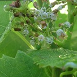 Figure 6. Downy mildew on a young bunch. This type of infection will often kill the entire bunch. (Courtesy G. Ash)