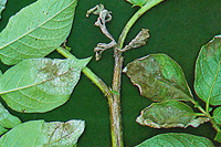 Figura 4. Folhas e ramos infectados com Phytophthora infestans. Repare na esporulação (áreas brancas) na superfície da folha. (Cortesia T. Zachman)