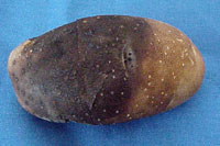 Figura 8. Tubérculo de batata com requeima (míldio, pt). (Cortesia D. Inglis, livre de copyright)