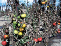 Figura 12. Plantas de tomateiro com requeima (míldio, pt) em campo com frutos infectados. (Cortesia D. Inglis, copyright-free)