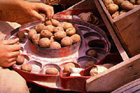 Figura 25. Batatas livres de doença colocadas em uma plantadeira comercial. (Cortesia H. D. Thurston)