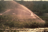Figura 26. Irrigação em um campo de batata. (Cortesia G. L. Schumann)