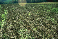 Figure 29. Total destruction of a potato crop by late blight. (Courtesy W. E. Fry)