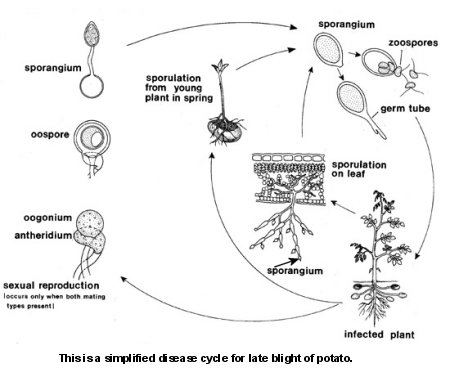 Disease Cycle
