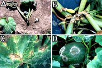 Typical symptoms of Phytophthora blight on cucurbits. (Courtesy M. Babadoost)