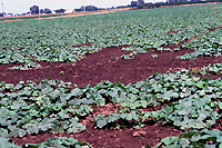 Figure 2. Low area in a pumpkin field with severe seedling death caused by Phytophthora capsici. (Courtesy M. Babadoost)