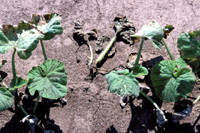 Figure 3. Post-emergence damping-off of a pumpkin seedling caused by Phytophthora capsici. (Courtesy M. Babadoost)