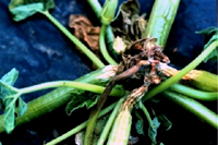 Figure 4. Crown infection of a summer squash plant caused by Phytophthora capsici. (Courtesy M. Babadoost)