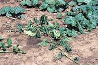 Figure 5. Wilt of a pumpkin plant as a result of crown infection with Phytophthora capsici. (Courtesy M. Babadoost)