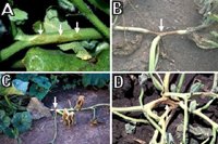 Figure 6. Vine symptoms of Phytophthora blight on pumpkin: (A) lesions on a newly infected vine; (B) a fully-developed lesion; (C) a girdling lesion affecting a part of a vine; (D) crown infection. (Courtesy M. Babadoost)