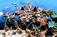 Figure 7. Death of a muskmelon plant as a result of crown infection with Phytophthora capsici. (Courtesy M. Babadoost)