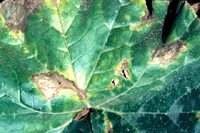 Figure 8. Spots caused by Phytophthora capsici on a pumpkin leaf. (Courtesy M. Babadoost)