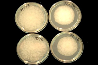 Figure 12. Growth pattern of Phytophthora capsici colonies from processing pumpkin fields on lima bean agar, 5-day-old cultures. (Courtesy M. Babadoost)