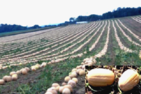 Figure 17. A processing pumpkin field at harvest in Illinois. (Courtesy M. Babadoost)