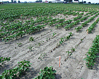 Figure 1a. Phytophthora sojae early season damping-off in a disease nursery in Ontario, CA during 2004 (Courtesy A. Tenuta, copyright free). 