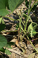 Figure 1b. Soybean plant with characteristic symptoms of Phytophthora stem rot in Iowa during 2006 (Courtesy A. Robertson).