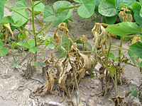 Figure 3. Root and stem rot pictures (Courtesy A. Dorrance).