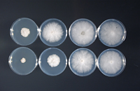 Figure 5. Phytophthora sojae grows poorly on full strength potato dextrose agar (left). Reducing the concentration of nutrients (lowest concentration on right) while maintaining agar concentration can restore growth (Courtesy D. Mills). 