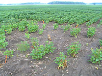 Figure 9. Phytophthora sojae causing Phytophthora stem rot in a field in Ohio during 2006 (Courtesy A. Dorrance). 