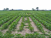 Figure 14. Disease nursery, two center rows have approximately 50% of the plants with Phytophthora stem rot. This cultivar has the Rps1a gene but no partial resistance (Courtesy A. Dorrance). 