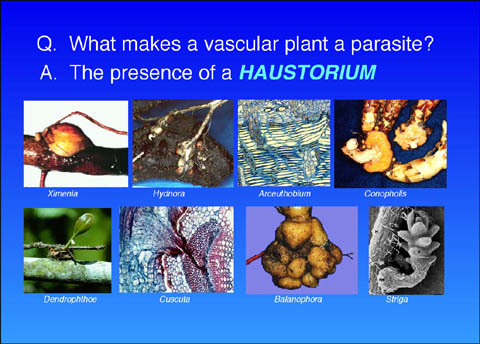 Introduction to Parasitic Flowering Plants