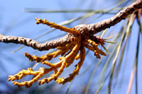 Figure 2. Swelling of a branch of ponderosa pine with a young, local infection of southwestern dwarf mistletoe. [courtesy M. Fai