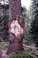 Figure 3. Stem canker caused by very old infection of fir dwarf mistletoe (Arceuthobium abietinum) which has grown into the trun