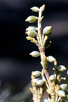 Figure 10. Segmented shoots of a pistillate plant of fir dwarf mistletoe (Arceuthobium abietinum) with maturing seeds terminal o