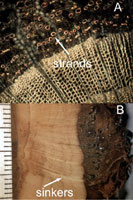 Figure 12. Endophytic system of dwarf mistletoe in cross-sections of infected host; photomicrograph in upper image (A) displays 