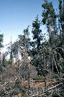Figure 19. Severe infestation of lodgepole dwarf mistletoe with many dead trees, heavy fuel loads, and lack of healthy regenerat