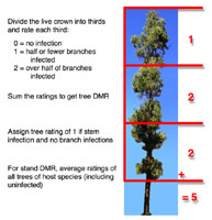 Figure 21. Six-class dwarf mistletoe rating system (DMR)