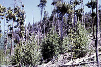Figure 27. An infested overstory provides mistletoe inoculum which can eventually infect regeneration as it increases in size. [