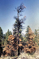 Figure 28. Ponderosa pine with southwestern dwarf mistletoe killed by foliage scorch from surface fire. [courtesy B. Geils]