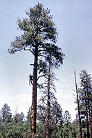 Figure 29. Pruning ponderosa pine to remove southwestern dwarf mistletoe, improve the health of treated trees and protect regene