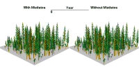 Figure 31. Animation of effects of dwarf mistletoe over 100 years in a Douglas-fir stand. This animation shows the results of Fo