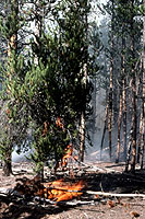 Figure 33. Surface fuels and a low mistletoe-broom facilitate transition of a surface fire into the crown. [courtesy F. Hawkswor