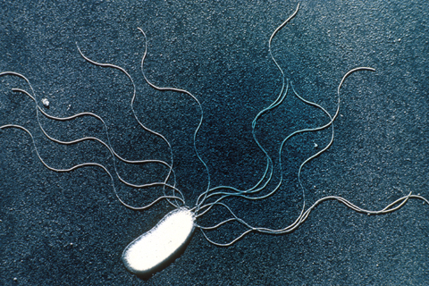 Bacteria as Plant Pathogens