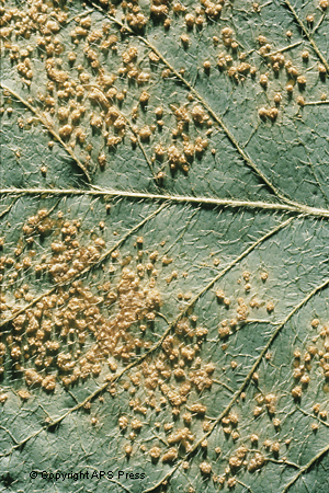 Bacteria as Plant Pathogens