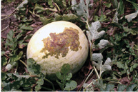 Figure 1. Mature watermelon fruit displaying typical bacterial fruit blotch symptoms including irregularly shaped water-soaked l
